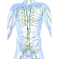 Lymfatický systém, Lymfodrenáž